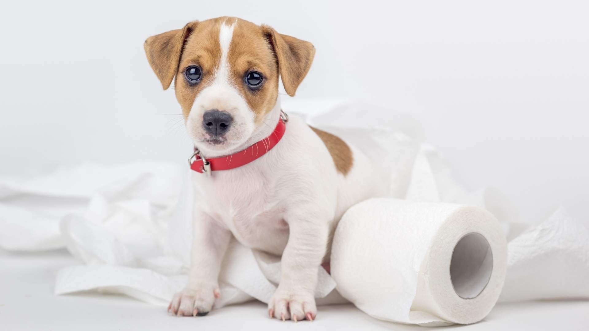 Cuánto aguanta un perro cachorro sin hacer pipi